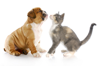 pets.jpg