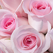pink_rose_170x.jpg